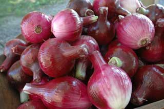 stroms-farm-onions