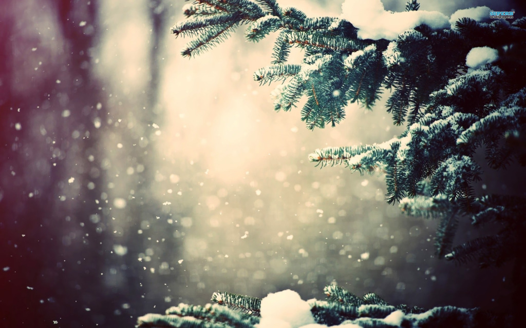 snow-on-fir-tree-15919-1920x1200