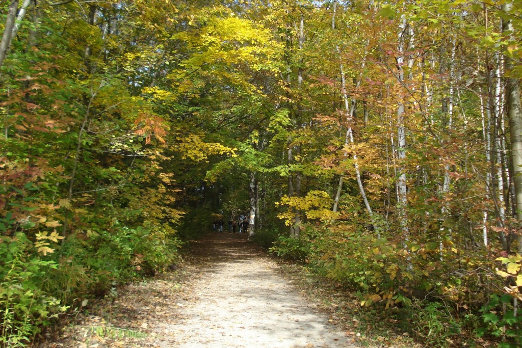 Fall-hike-trail